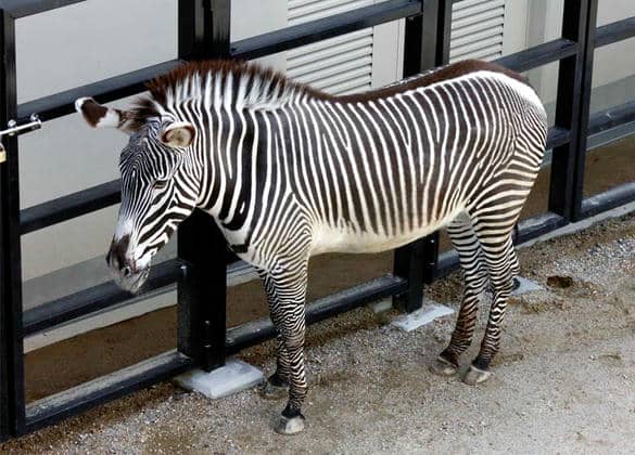 動物図鑑・グレビーシマウマ